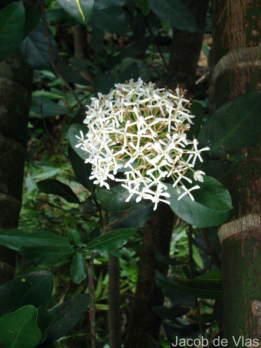 Ixora finlaysoniana Wall. ex G.Don